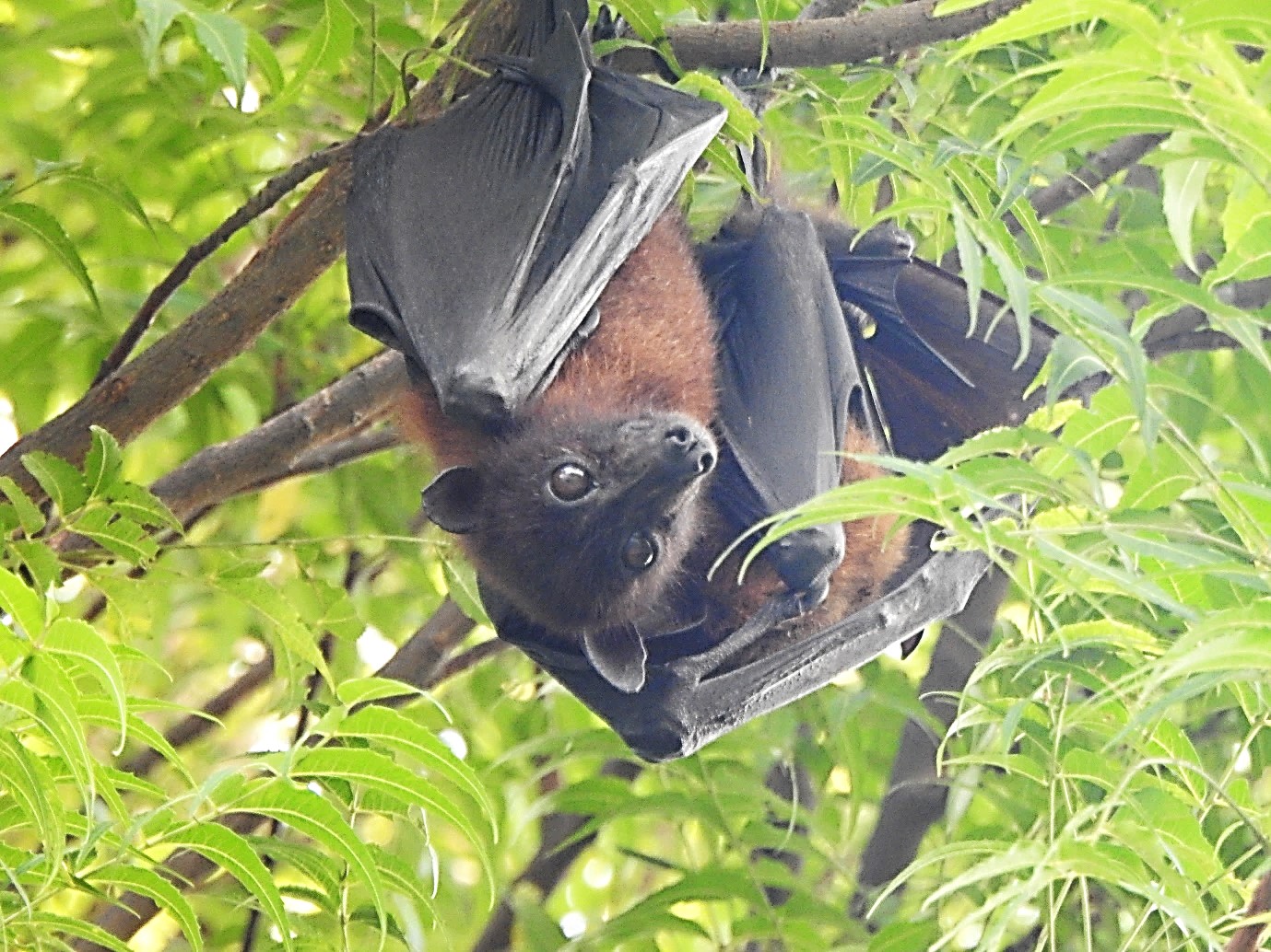 Beyond the Nocturnal Veil: Exploring Diurnal Roosts of Fruit Bats